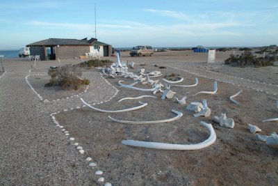 0030M-Campground Laguna de San Ignacio.jpg