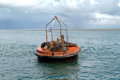 0027M-Californian Sealions- Laguna de Ojo Liebre.jpg