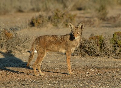 0014M-Coyote- Laguna de San Ignacio.jpg