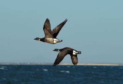 0014M-Brent Geese- Laguna de San Ignacio.jpg