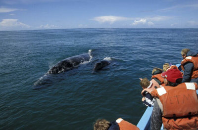004M-Grey Whale with calve- Laguba de Ojo Liebre.jpg