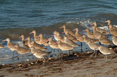 0008M-Marbled Godwits- Laguna de San Ignacio.jpg