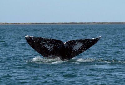 0023J-Grijze walvis duikt onder Eschrichtius robustus.jpg