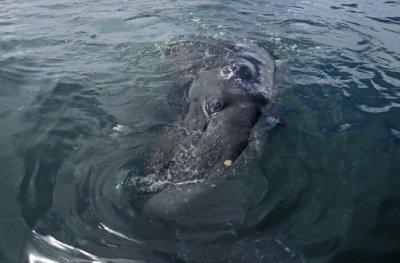 2004-006J-Grey Whale, Eye to Eye