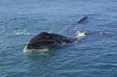 2004-011J-Grey Whales (Eschrichtius robustus)
