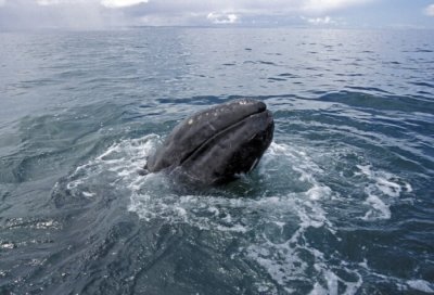 2004-008J-Grey Whale, laguna de Ojo Liebre