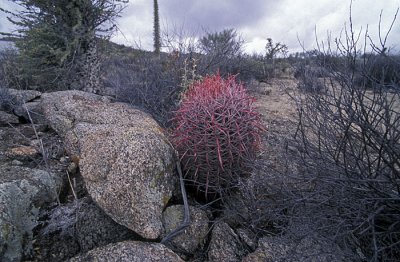 001M-Woestijn Baja met cactus.jpg