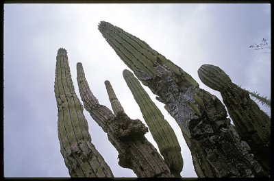 003M-Cactussen langs de weg- Baja 2004.jpg