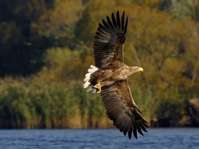 S02E-White-tailed Eagle-Zeearend-Oderdelta- Poland.jpg