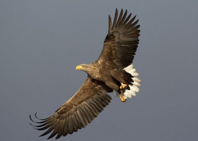 S02D-White-tailed Eagle Zeearend Oderdelta Poland.jpg