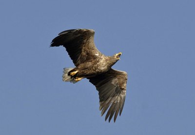 S02A-White-tailed Eagle-Zeearend- Polen Oderdelta.jpg