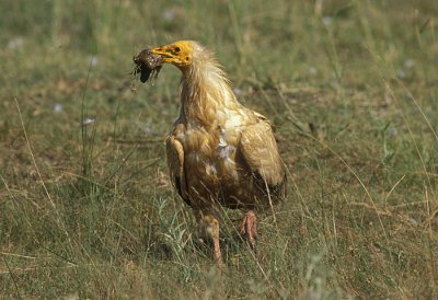 098M-Egyptian vulture- Spain.jpg