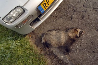 0012M-Wasbeerhond doodgereden langs de weg in de Oderdelta.jpg