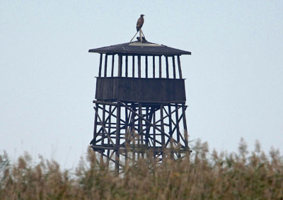 0003M-Zeearend houdt de wacht op vogelkijktoren.jpg