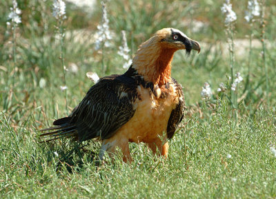 0108M-Bearded Vulture Spain 2004.jpg