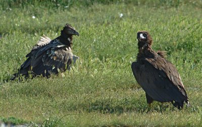 0077M-Bearded- and Cinerous Vulture together Spain 2004.jpg