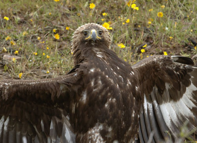 0049M-Golden Eagle juvenile Spain 2007.jpg