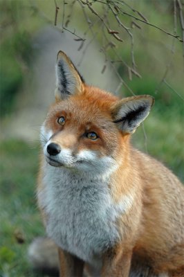 Mammals