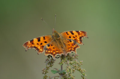 Butterflies