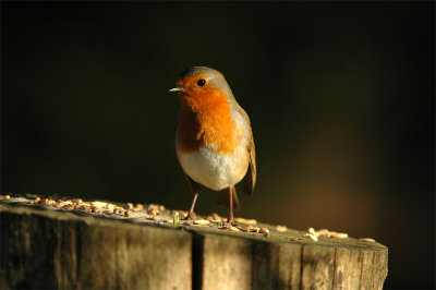 Birds