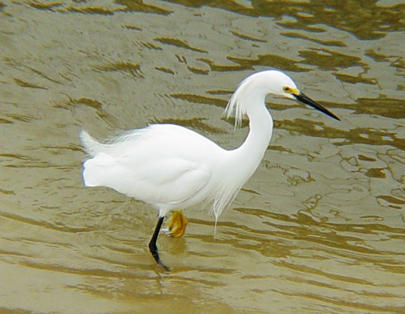 5911 Snowy Egret.JPG