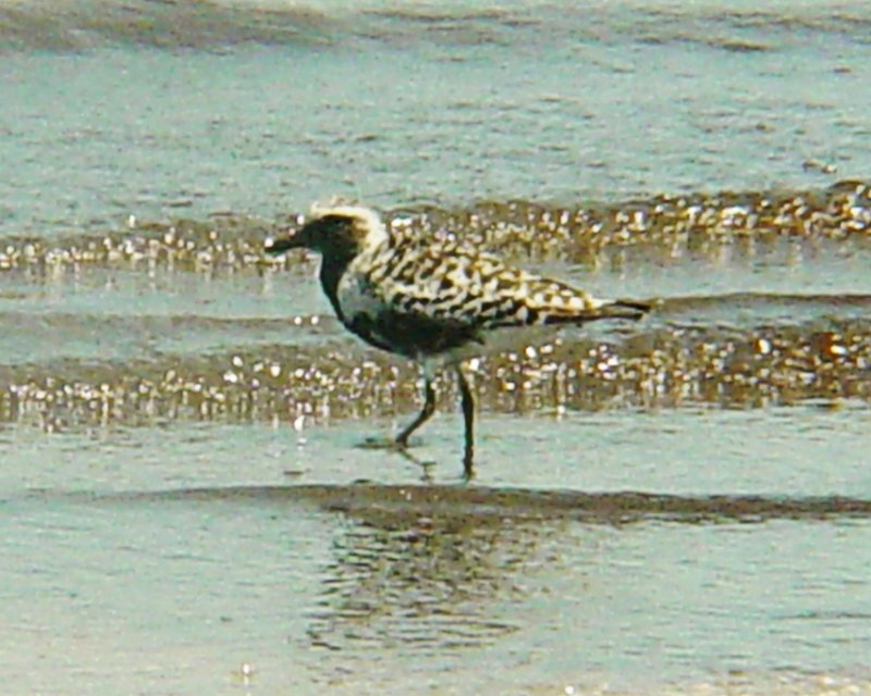 6207 Black-Bellied Plover.JPG