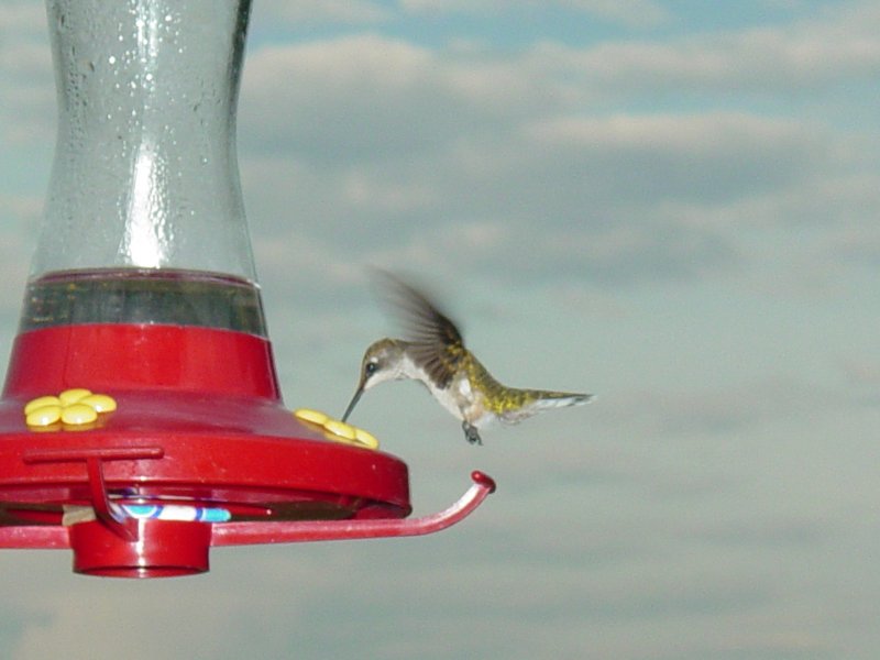 Hummer to feeder 3.JPG