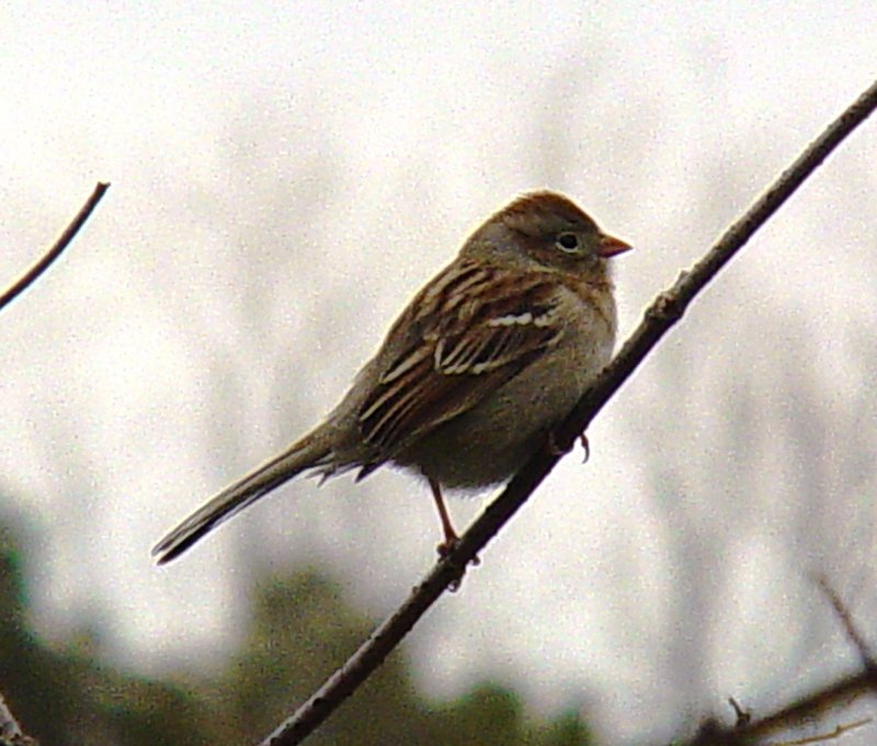 4984 Field Sparrow.JPG
