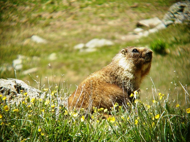 7021 Marmot on the Tundra