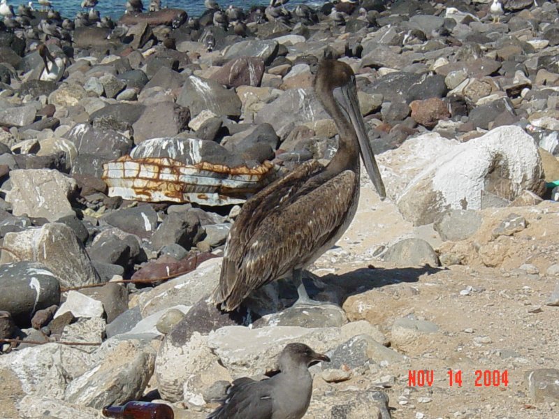 Brown Pelican MEX.JPG