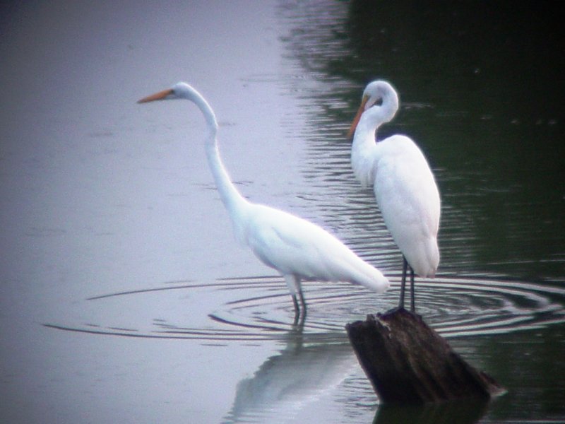 8006 Pair of Grt Egrets.JPG