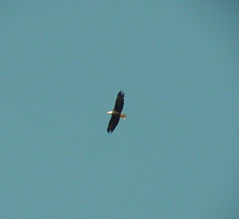 8641 Eagle No 2 in Flight.JPG