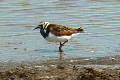 6221 Ruddy Turnstone.JPG