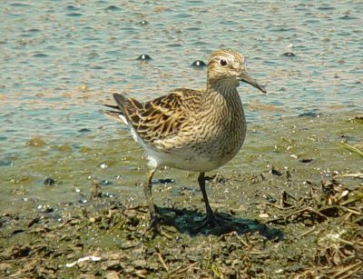 Pectoral Sandpiper 6546.JPG