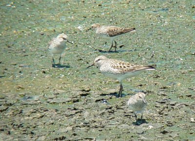 White-rumped Sandpiper 6554.JPG