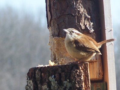 Carolina Wren