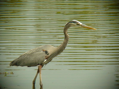 Great Blue Heron