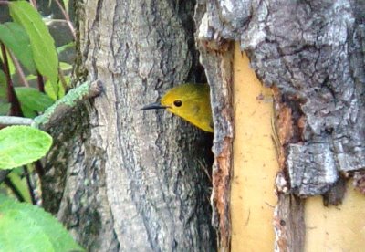 6795 Prothonotary Warbler.JPG