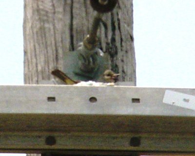 7409 Trigg Ave Bird  nest.JPG