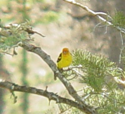 7305 Western Tanager CO.JPG