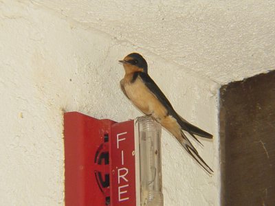 7351 Barn Swallow Curacanti NRA.JPG