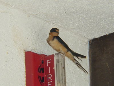 7350 Barn Swallow Curacanti NRA.JPG