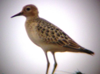 Buff-breasted Sandpipers