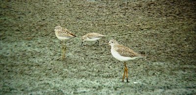 8130 Sandpipers 3.JPG