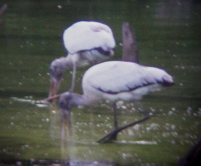 8382 Wood Storks.JPG