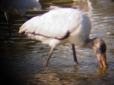 8418 Wood Stork.JPG