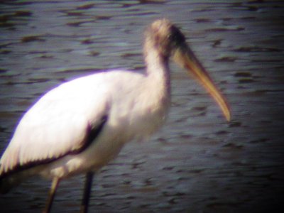 8423 Wood Stork.JPG