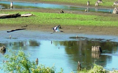 8425 Wood Stork in Flight.JPG