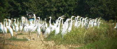 8586 A Gathering of Grt Egrets.JPG