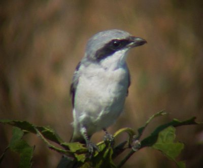 8626 Loggerhead Shrike.JPG